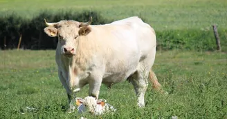 Vaches Vaches