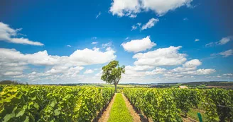Gravel de la Sioule et du Vignoble