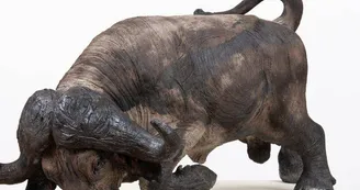 Tania Boucard - Sculptures animalières Tania Boucard - Sculptures animalières