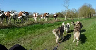Jelet Mushing avril 2015 Crédit photo A.Rosselin (7) Jelet Mushing avril 2015 Crédit photo A.Rosselin (7)