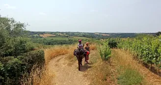 A dos d'âne