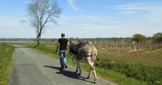 Parmis les vignes