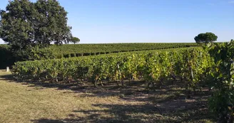 Parcours connecté Baludik : La malédiction des farfadets - Vallée du Layon_1