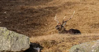 Parc animalier de Merlet