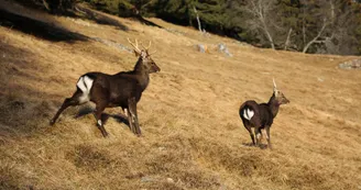 Parc animalier de Merlet