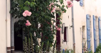 Rose Outremer