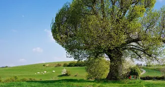 Les Baumes de Tersanne - village de gîtes Les Baumes de Tersanne - village de gîtes