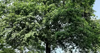 Camping insolite au Camping du Parc Camping insolite au Camping du Parc