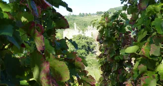 Cave Gérard Courbis