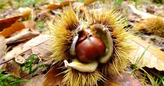 Les fruits de Rimande