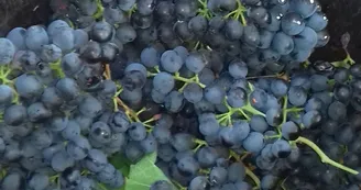 Domaine Blachon Domaine Blachon