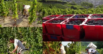 Domaine Blachon Domaine Blachon