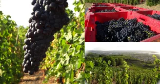 Domaine Blachon Domaine Blachon
