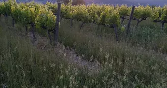 GAEC des Vigneaux