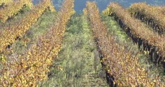 Domaine des Accoles