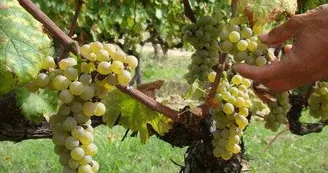 Domaine des Louanes