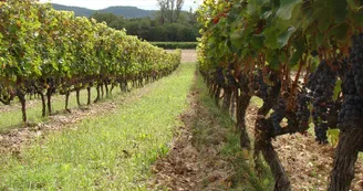Domaine des Louanes