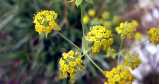 Plantes aromatiques et médicinales - Les jardins de Conches - Sarah Bertolliatti Plantes aromatiques et médicinales - Les jardins de Conches - Sarah Bertolliatti