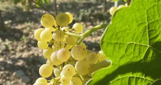 Domaine Aléofane