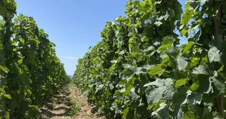 Domaine Aléofane