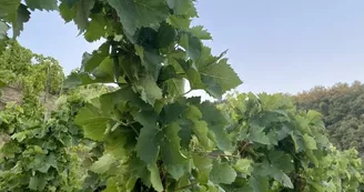 Domaine Aléofane