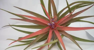 Liloo, plantes Epiphytes Liloo, plantes Epiphytes
