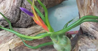 Liloo, plantes Epiphytes Liloo, plantes Epiphytes