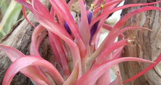 Liloo, plantes Epiphytes Liloo, plantes Epiphytes