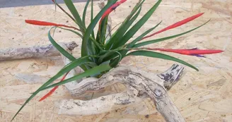 Liloo, plantes Epiphytes Liloo, plantes Epiphytes