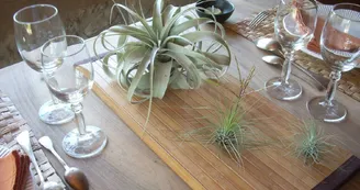 Liloo, plantes Epiphytes Liloo, plantes Epiphytes