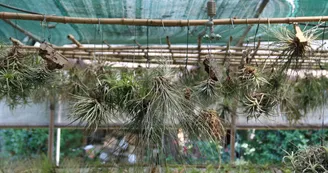 Liloo, plantes Epiphytes Liloo, plantes Epiphytes