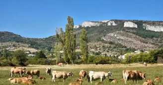 Olivier Chautard, producteur - Veau et bœuf