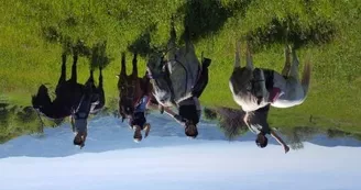 Promenades et randonnées à cheval