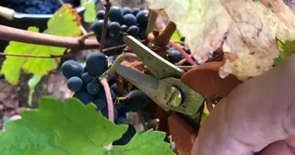 Domaine Lionel Brenier
