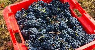 Domaine Lionel Brenier