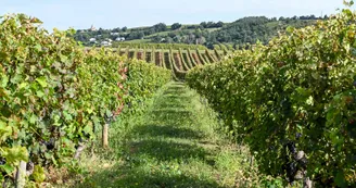 Domaine des Combat