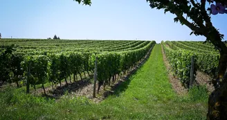 Domaine des Combat