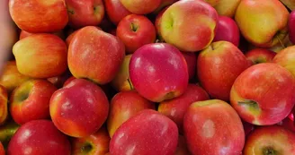 Saveur fruits et nectars