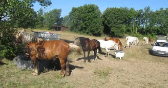 Cours, stages et compétitions au Centre équestre l'Hippocampe