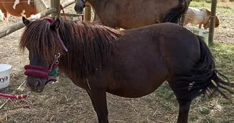 Balades à poneys avec l'Ecurie des quatre Soleils Balades à poneys avec l'Ecurie des quatre Soleils
