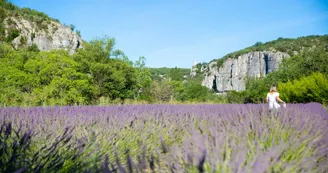 Lavandin Bio Balazuc
