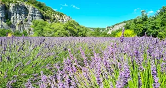 Lavandin Bio Balazuc