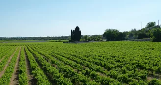 Les Vignes Les Vignes