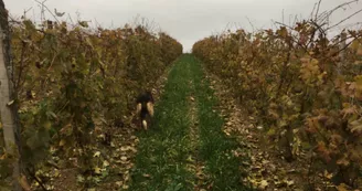 Le domaine des Bardes