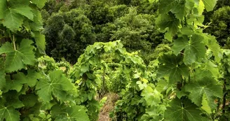 Le domaine des Bardes