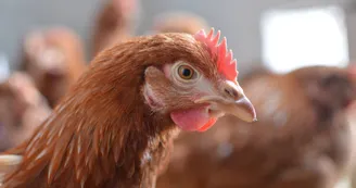 La ferme de Cagnard
