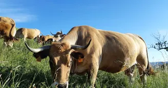 La Ferme des Griules La Ferme des Griules