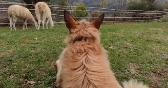Lamas de là-bas - Balades ludiques et pédagogiques Lamas de là-bas - Balades ludiques et pédagogiques