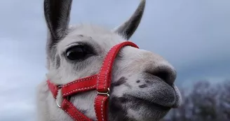 Lamas de là-bas - Balades ludiques et pédagogiques Lamas de là-bas - Balades ludiques et pédagogiques