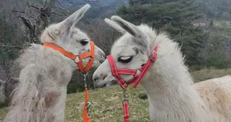 Lamas de là-bas - Balades ludiques et pédagogiques Lamas de là-bas - Balades ludiques et pédagogiques